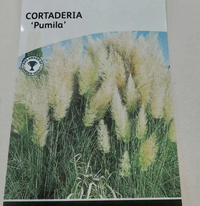 Cortaderia Pumila 3L