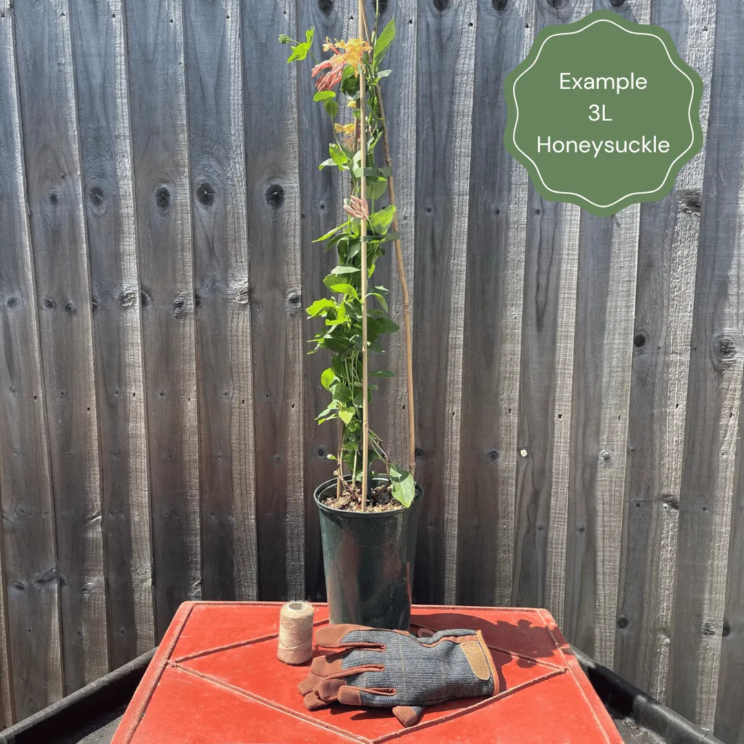 'Gold Flame' Honeysuckle | Lonicera heckrottii