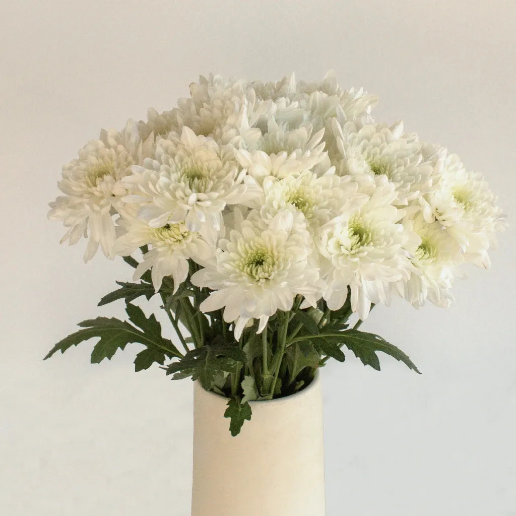 Kiss of Mint Dahlia Style Flower