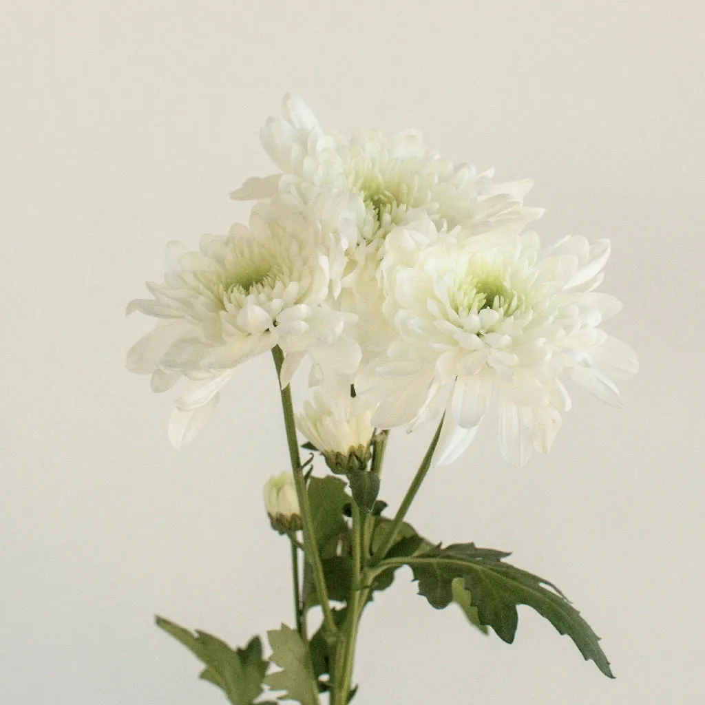 Kiss of Mint Dahlia Style Flower