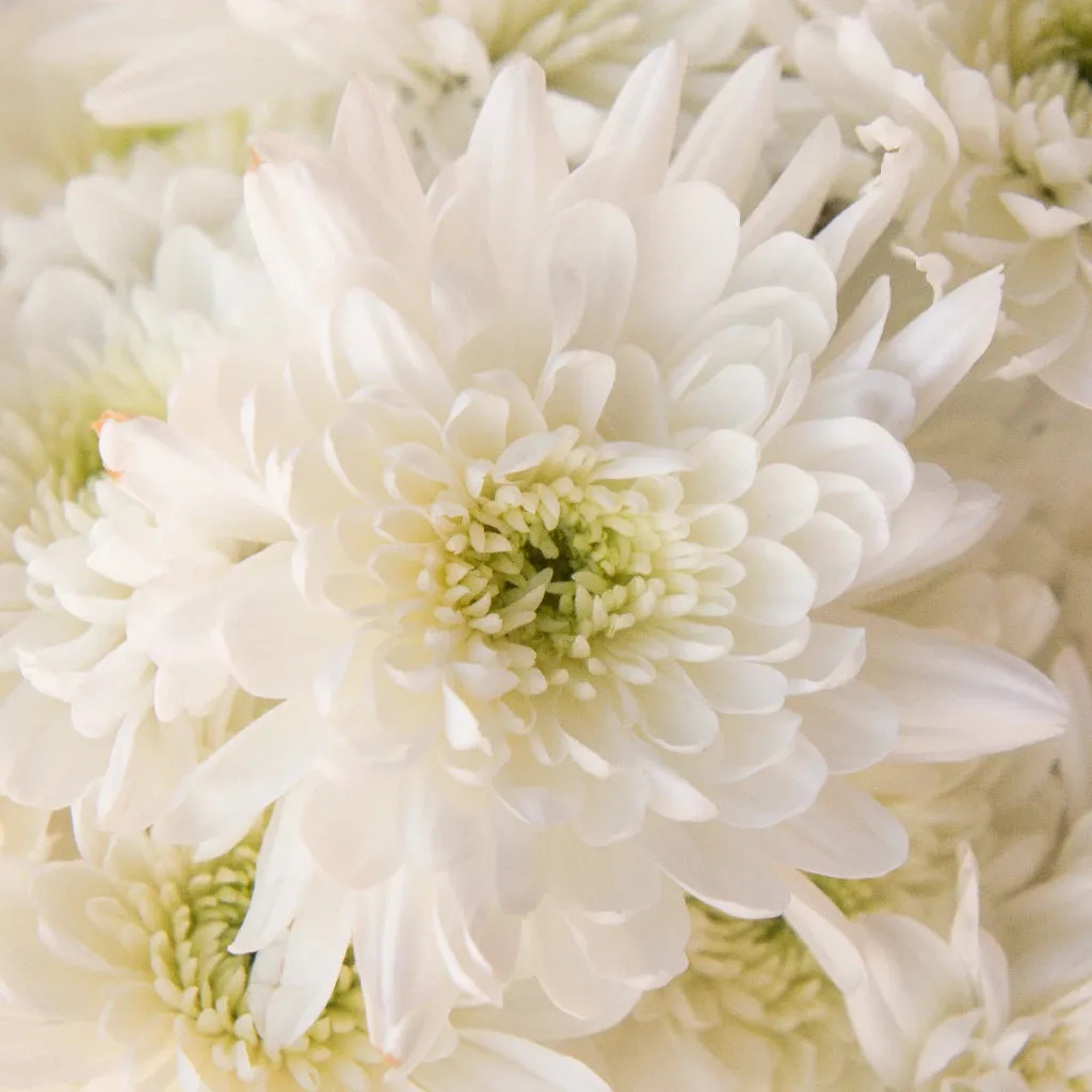 Kiss of Mint Dahlia Style Flower