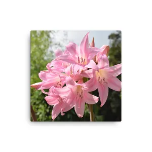 "Pink Lily" Pink Flower Canvas