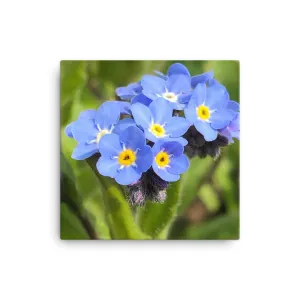 "The floating forget me nots" Blue Flower Canvas
