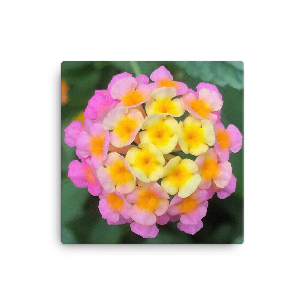 "The Rainbow Effect in Bloom" Yellow Orange Pink Flower Canvas