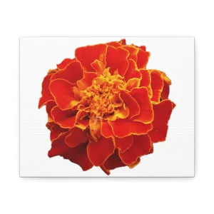 Red Yellow Flower Stretched Canvas